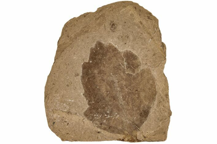 Miocene Fossil Leaf (Ficus) - Idaho #189551
